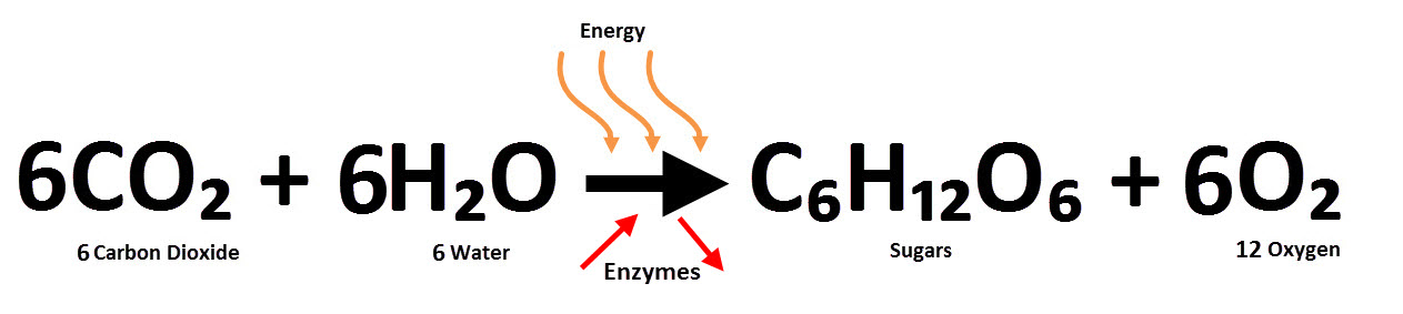 Photosynthetic equation